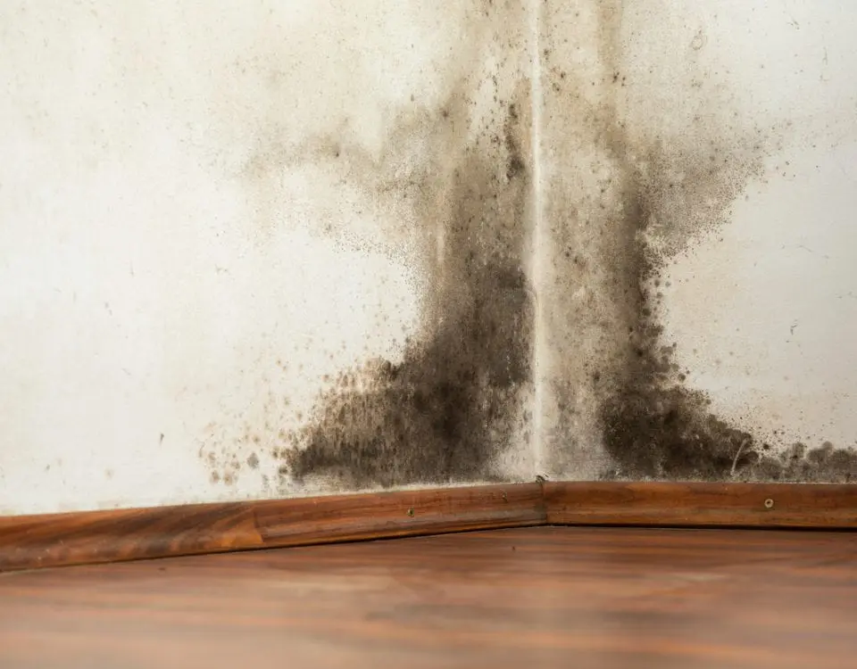 Damp wall with black mold growth